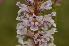 Orobanche crenata
