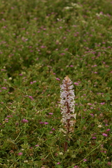 Orobanche crenata