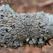 Pyxine Lichen - Photo (c) Chuck Cantley, some rights reserved (CC BY-NC), uploaded by Chuck Cantley