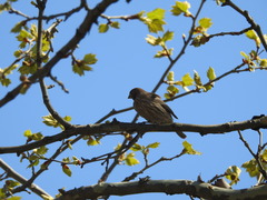 Haemorhous mexicanus