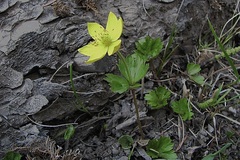 Anemonastrum richardsonii