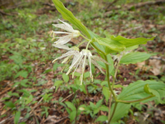 Prosartes maculata