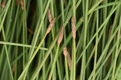Eleocharis palustris