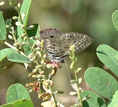 Leptotes pirithous