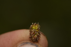 Eleocharis palustris