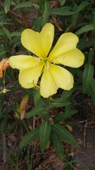 Oenothera elata