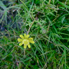 Blennosperma nanum