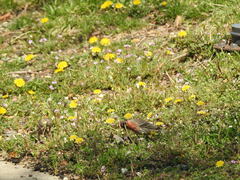 Haemorhous mexicanus