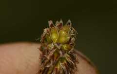 Eleocharis palustris