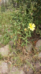 Oenothera elata