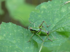 Eupholidoptera chabrieri