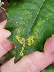 Phytomyza ilicicola