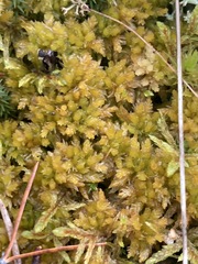 Sphagnum compactum