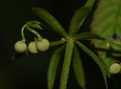 Galium tricornutum