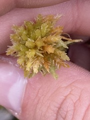 Sphagnum compactum