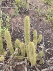 Bergerocactus emoryi