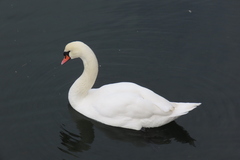 Cygnus olor