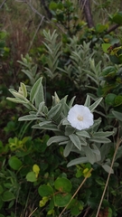 Distimake tomentosus