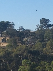 Eurystomus orientalis