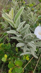 Distimake tomentosus