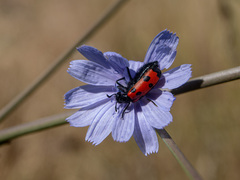 Mylabris quadripunctata