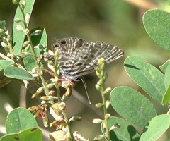 Leptotes pirithous