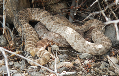 Crotalus pyrrhus