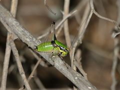 Eupholidoptera chabrieri