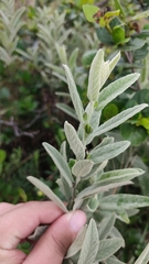 Distimake tomentosus