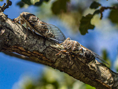 Lyristes plebejus