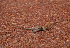 Ctenophorus maculatus