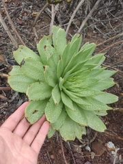 Dudleya brittonii