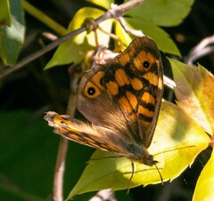 Pararge aegeria aegeria