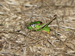 Eupholidoptera chabrieri