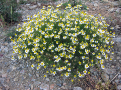 Matricaria chamomilla