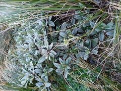 Brachyglottis revoluta