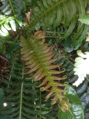 Neoblechnum brasiliense