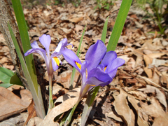 Iris verna