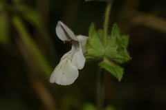 Stachys spinulosa