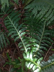 Neoblechnum brasiliense