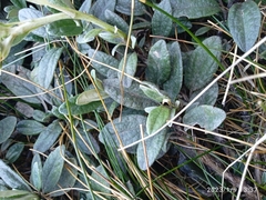 Brachyglottis revoluta