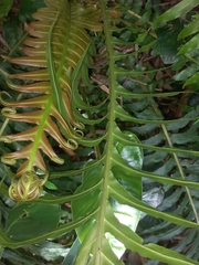 Neoblechnum brasiliense