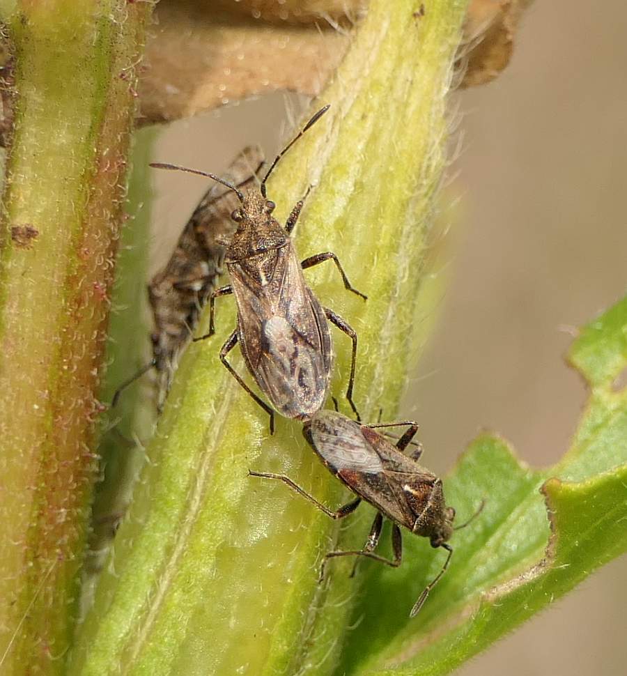 Neortholomus scolopax