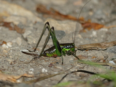 Eupholidoptera chabrieri