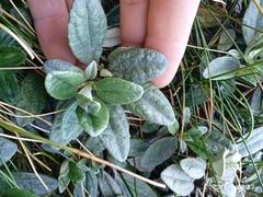 Brachyglottis revoluta