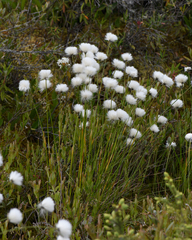 Eriophorum vaginatum