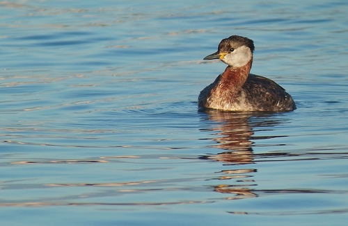 Somormujo cuellirrojo (Podiceps grisegena)