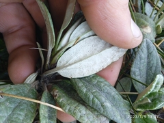 Brachyglottis revoluta