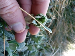 Brachyglottis revoluta