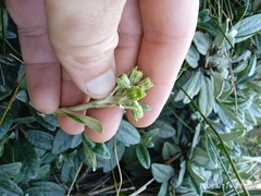 Brachyglottis revoluta